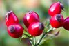 berry - roseberry - šípky